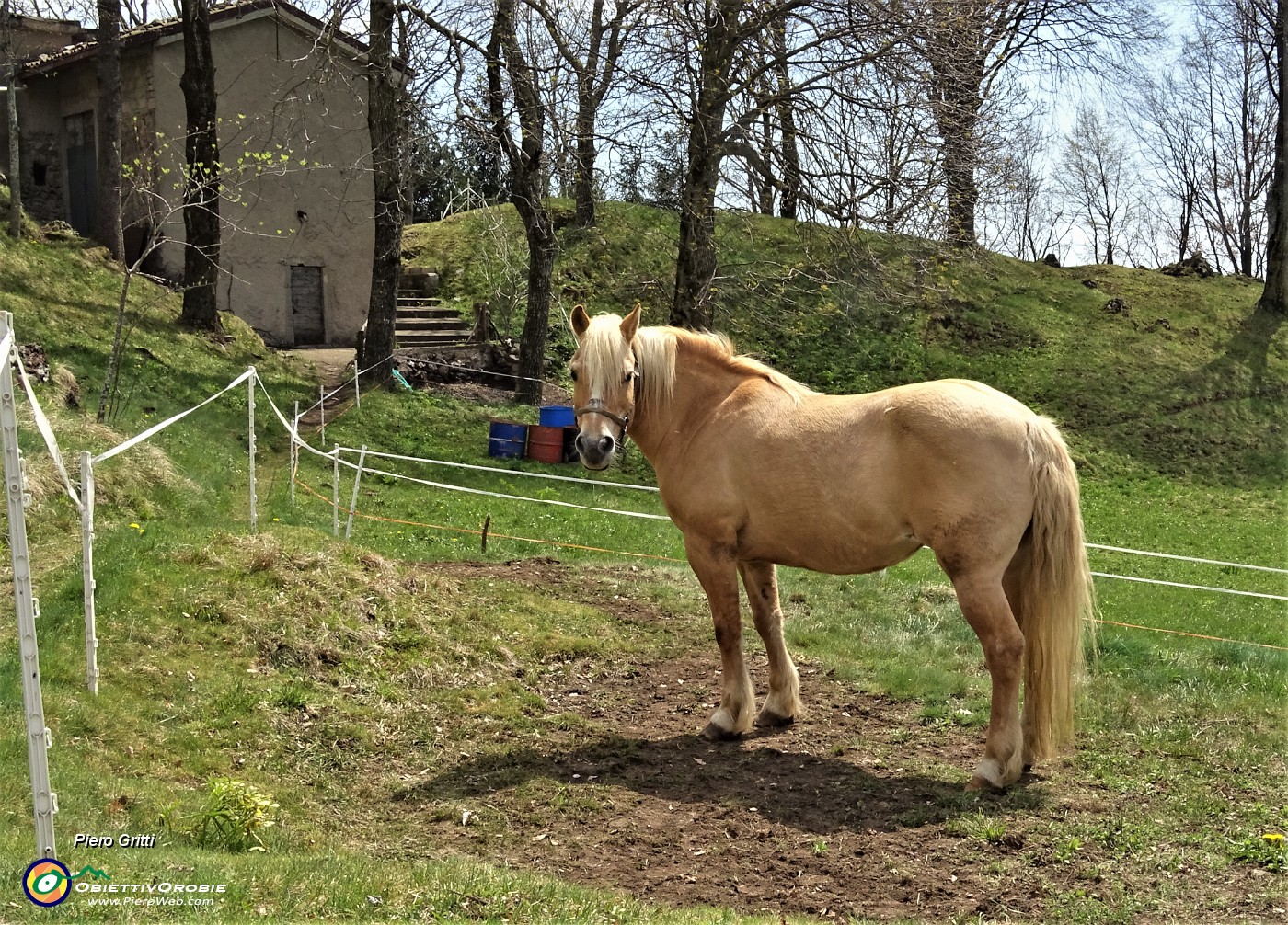 79 Sul sentiero che scende a Sonzogno bel cavallo alla cascina.JPG